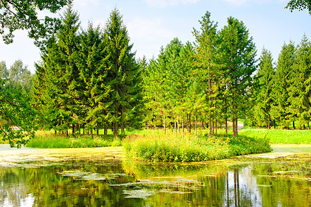 俄罗斯森林地貌 美丽的夏日美丽图片