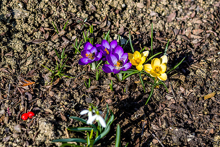 花园中的初春花花朵花瓣季节园艺黄色红花地面白色生长植物背景图片
