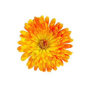 Calendula 橙黄色图片