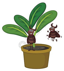 一种植物 有两个有趣的昆虫图片