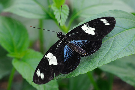 海利奥尼乌斯·萨拉·蝴蝶图片