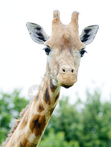 Giraffe 缝纫生物脖子情调耳朵牛角动物哺乳动物野生动物异国食草图片