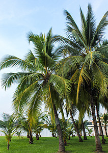 椰子树场地风景植物树林热带棕榈花园天空公园叶子图片