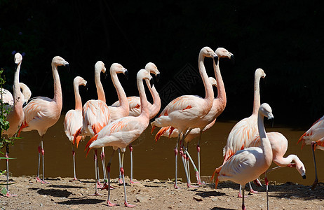 火烈鸟粉色异国热带情调活力动物殖民地羽毛野生动物图片