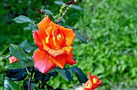 草地背景的玫瑰橙色图片