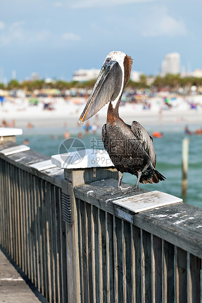 佛罗里达菲利坎动物蓝色荒野翅膀动物群热带假期清水海洋码头图片