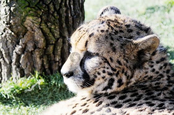 猎豹头生物濒危猎人荒野猫科动物食肉猎豹野生动物斑点哺乳动物图片