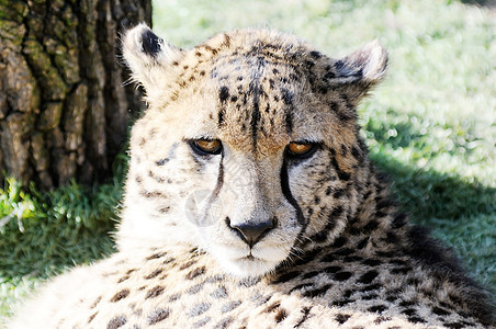 Cheetah脸图片