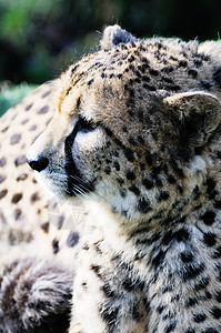 Cheetah 剖面图图片