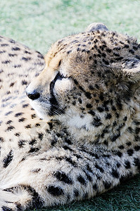 休养猎豹食肉动物荒野生物哺乳动物濒危捕食者野生动物警报猎人图片