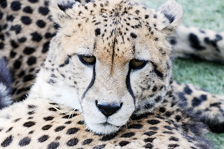 Cheetah脸朝近图片