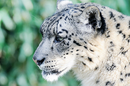 雪豹食肉猎人动物野猫警报猫科动物哺乳动物濒危荒野野生动物图片