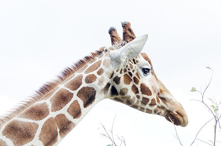 Giraffe 头部剖面图图片