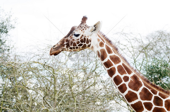 Giraffe 剖面图毛皮生物食草衬套脖子动物哺乳动物牛角野生动物斑点图片