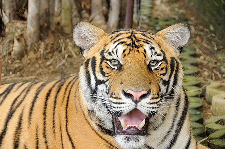 老虎在大房子里力量动物园概念食肉正方形想法条纹野生动物危险勇气图片