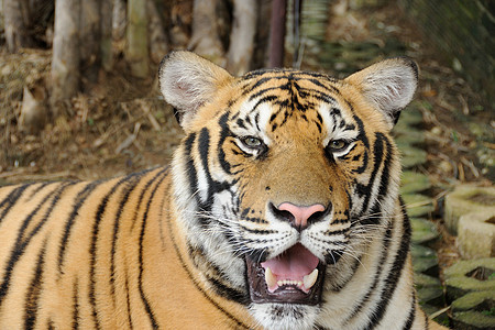 老虎在大房子里危险动物勇气物种正方形食肉力量动物园想法概念图片