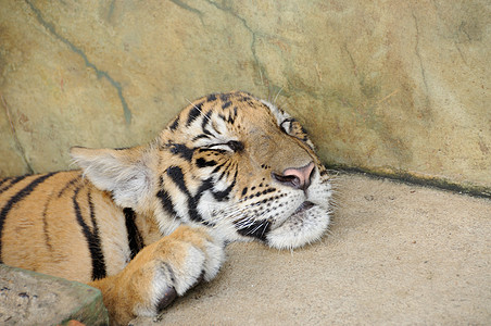 老虎在大房子里危险力量勇气食肉动物园野生动物宠物条纹野猫动物图片