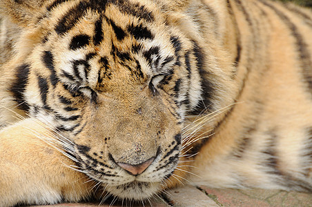 跟踪老虎物种动作濒危水平野猫野外动物宠物危险骚扰黄色图片