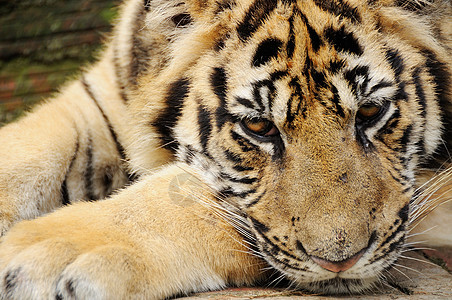 跟踪老虎条纹宠物野外动物物种濒危动物园动作黄色骚扰猫科图片