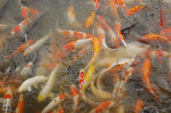 科伊鱼冥想鲤鱼美化园艺花园装饰品文化池塘图片