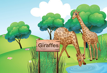两只长颈鹿在森林里 用木质标志板图片