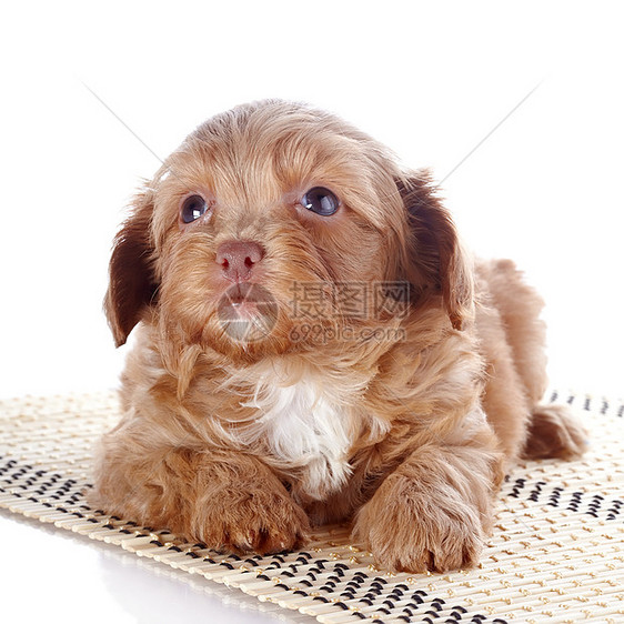 地毯上的小狗哺乳动物幸福动物快乐乐趣脊椎动物犬类好奇心褐色宠物图片