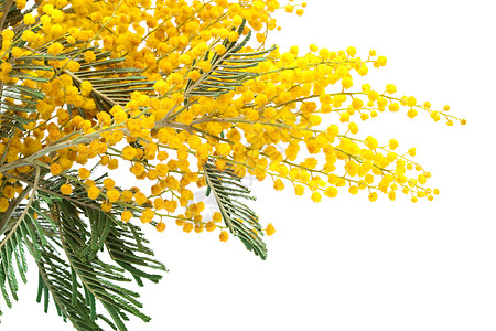 密莫萨树枝的分支礼物水平宏观植物花朵叶子白色季节绿色黄色图片