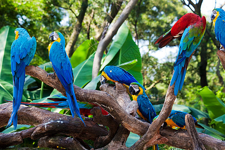 美丽的鹦鹉森林情调蓝色公园雨林金刚鹦鹉绿色黄色红色羽毛图片