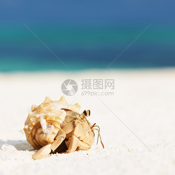 沙滩的寄居蟹动物热带野生动物风景贝类荒野白色天空海岸线甲壳图片