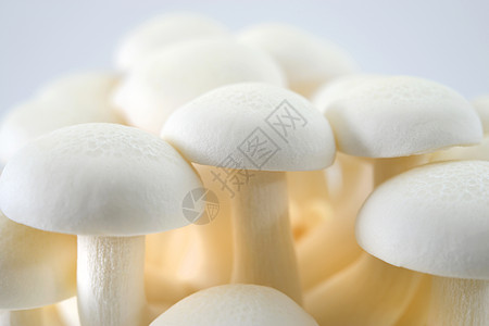 白尖木蘑菇白色食用菌美食家影棚食物蔬菜图片