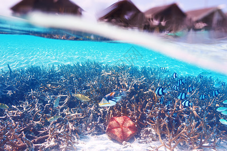 马尔代夫的珊瑚礁金鱼野生动物平房鲶鱼浮潜珊瑚荒野海上生活假期生活图片
