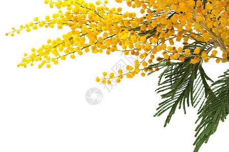 mimosa 千兆米白色叶子花朵黄色季节宏观礼物绿色植物水平背景图片