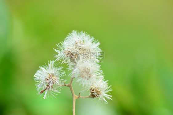 干白花图片