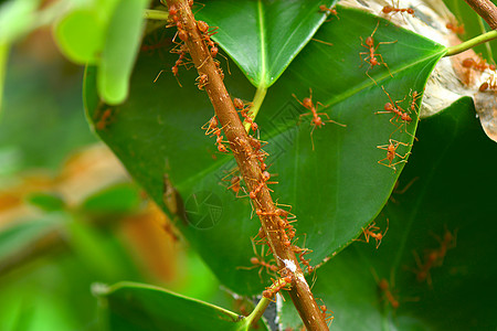 红蚁巢图片