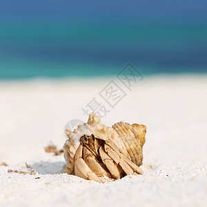 沙滩的寄居蟹白色贝类假期甲壳旅行荒野动物风景热带海岸线图片