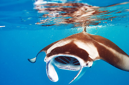 水下漂浮的曼塔射线阳光潜水蓝色热带生活荒野黑色翅膀白色野生动物图片