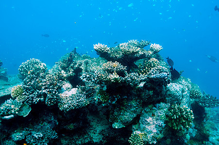 马尔代夫的珊瑚礁海上生活蓝色旅行动物异国潜水荒野珊瑚野生动物浮潜图片
