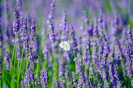 紫花田中的蝴蝶背景图片
