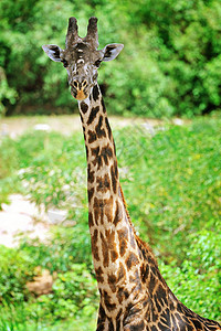 坦赞国家公园长颈鹿兽头背景旅行动物园彩色荒野野外动物衬套假期蓝色图片