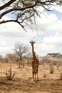 坦赞国家公园长颈鹿假期彩色衬套野外动物长颈兽头蓝色生态旅游荒野宠物图片
