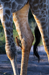 坦赞国家公园长颈鹿目的地兽头旅游旅行哺乳动物生态旅游地点动物假期野外动物图片