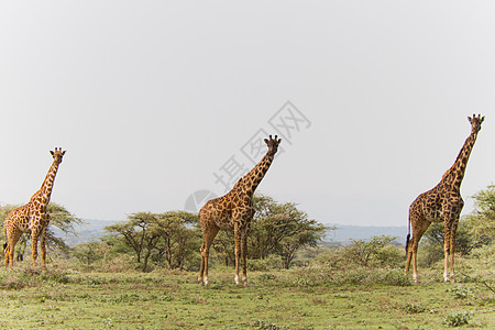 坦赞国家公园长颈鹿旅行宠物哺乳动物蓝色主题兽头动物园野外动物背景野生动物图片