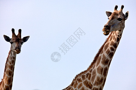 坦赞国家公园长颈鹿主题背景目的地荒野长颈假期野外动物旅行宠物衬套图片