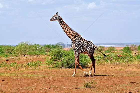 坦桑尼亚国家公园长颈鹿长颈旅行生态旅游动物园假期旅游背景草食性兽头蓝色图片