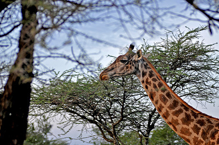 坦桑尼亚国家公园长颈鹿旅行动物园长颈宠物动物背景旅游火山口彩色兽头图片