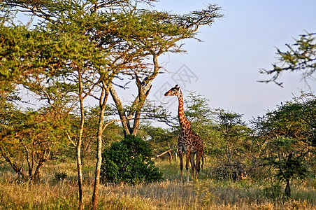坦桑尼亚国家公园长颈鹿彩色生态旅游旅行野生动物动物兽头动物园火山口荒野旅游图片