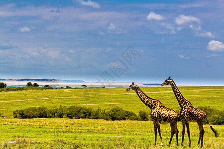 坦桑尼亚国家公园长颈鹿蓝色旅游野外动物动物园荒野背景野生动物地点哺乳动物宠物图片