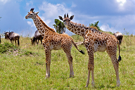 坦桑尼亚国家公园长颈鹿宠物哺乳动物动物目的地荒野旅游生态旅游蓝色野生动物长颈图片