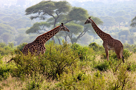 坦桑尼亚国家公园长颈鹿野外动物动物园荒野火山口主题草食性长颈彩色动物旅行图片