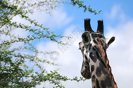 坦桑尼亚国家公园长颈鹿动物园兽头荒野火山口彩色生态旅游旅行地点动物宠物图片
